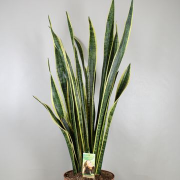 Sansevieria trifasciata 'Laurentii'