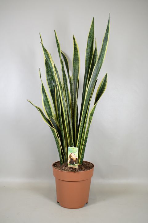 Sansevieria trifasciata 'Laurentii'