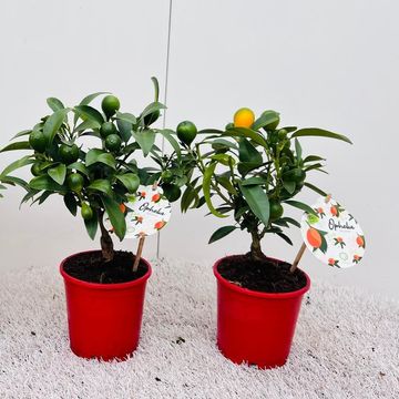 Fortunella polyandra