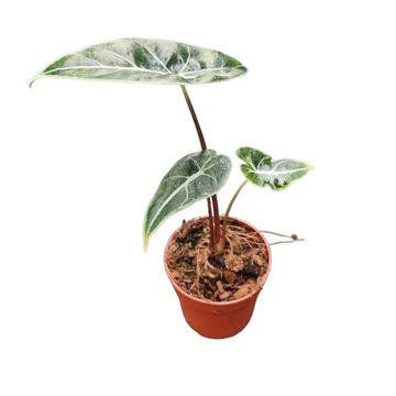 Alocasia 'Dragon's Tooth'