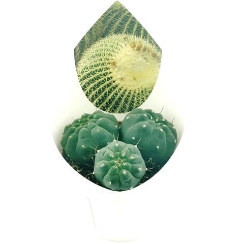 Matucana madisoniorum