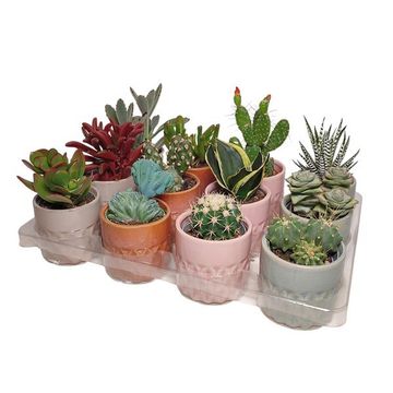 Cactus / Succulents MIX