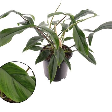 Philodendron bipennefolium x pedatum