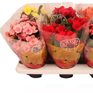Begonia ELATIOR MIX