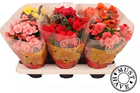 Begonia ELATIOR MIX