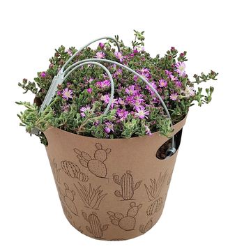 Drosanthemum hispidum