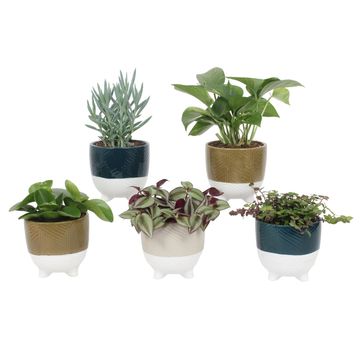 Plantas de interior MIX