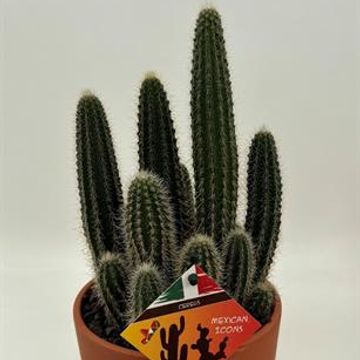 Cleistocactus tominensis