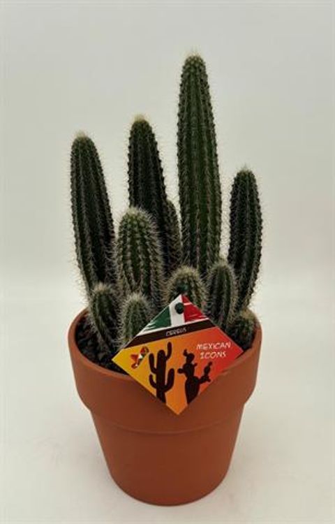 Cleistocactus tominensis