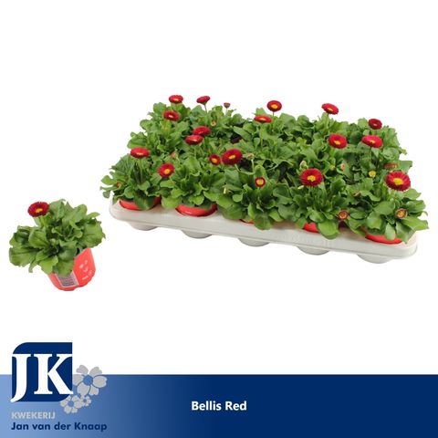 Bellis perennis 'Rusher Red'