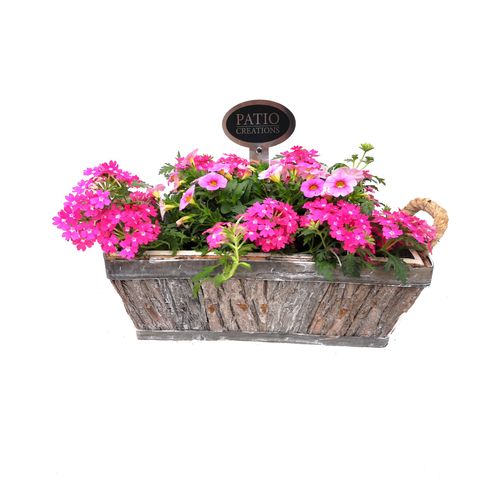 Perennials MIX IN POT