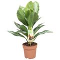 Aglaonema 'Silver Bay'