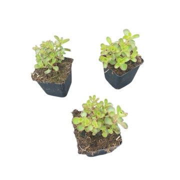 Sedum spurium 'Purple Winter'