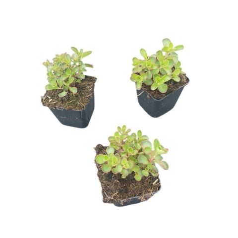 Sedum spurium 'Purple Winter'
