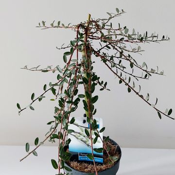 Ива repens 'Voorthuizen'