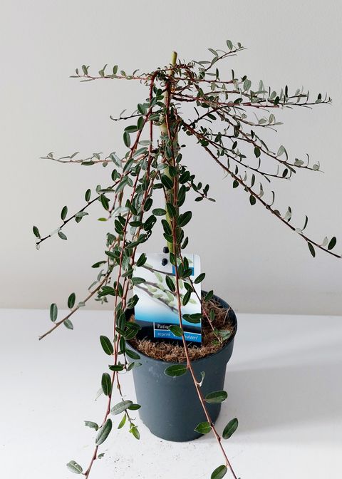 Salix repens 'Voorthuizen'