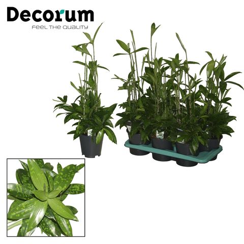 Dracaena surculosa