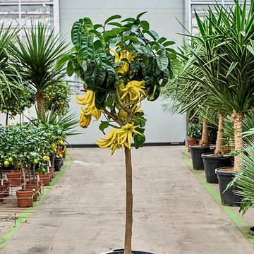 Citrus medica 'Buddha's Hand'