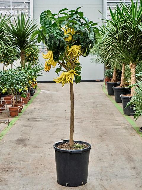 Citrus medica 'Buddha's Hand'