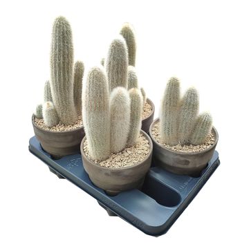 Cleistocactus straussii