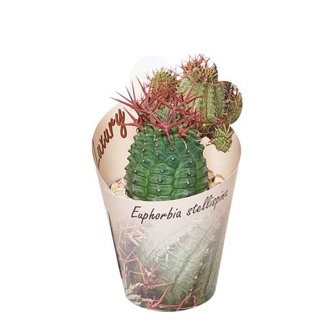 Euphorbia stellispina