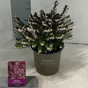 Erica x darleyensis 'J.W. Porter'