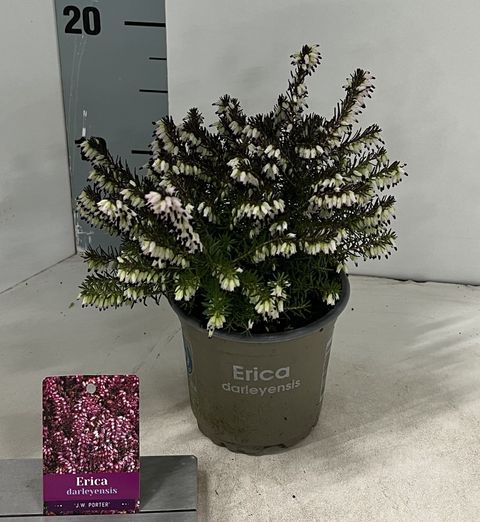 Erica x darleyensis 'J.W. Porter'