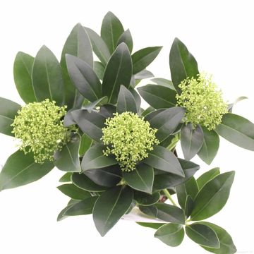 Skimmia japonica WHITE GLOBE