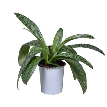 Drimiopsis botryoides