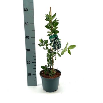 Garrya elliptica 'James Roof'