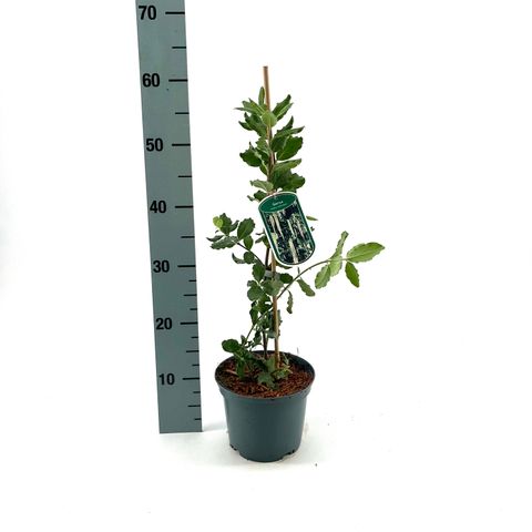 Garrya elliptica 'James Roof'