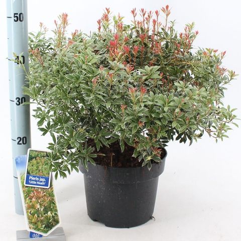 Pieris japonica 'Little Heath'
