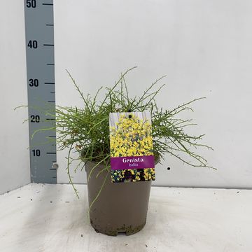 Genista lydia