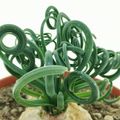 Albuca spiralis