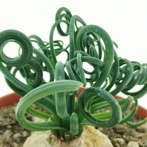 Albuca spiralis