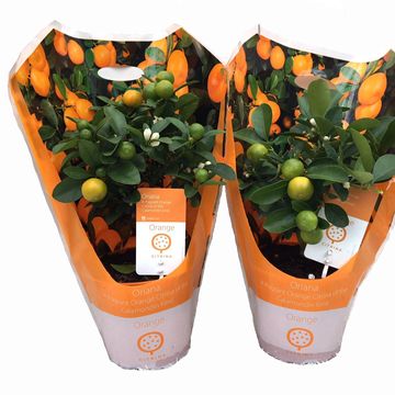 x Citrofortunella microcarpa