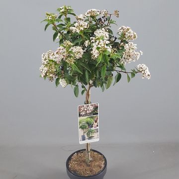 Viburnum tinus