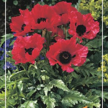 Papaver orientale 'Carmen'