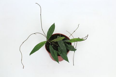 Hoya scortechinii (UT001 sp. Pink fl.)