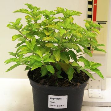 Caryopteris x clandonensis HINT OF GOLD