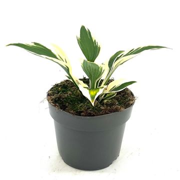 Hosta 'Patriot'