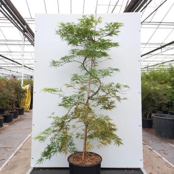 Acer palmatum 'Dissectum Flavescens'
