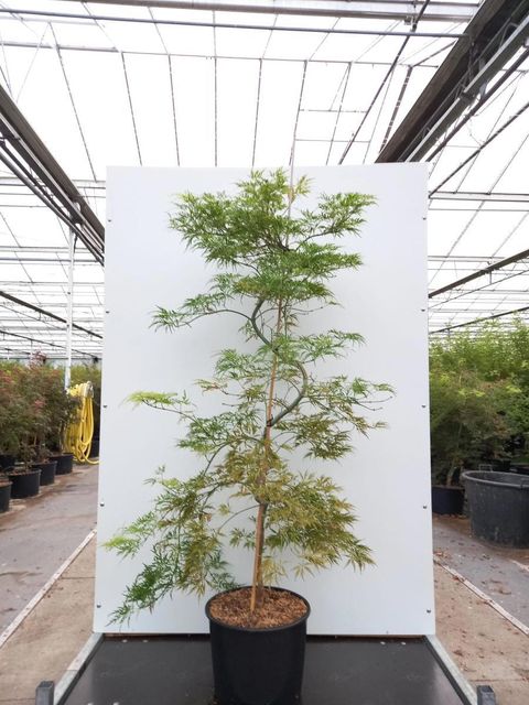Acer palmatum 'Dissectum Flavescens'