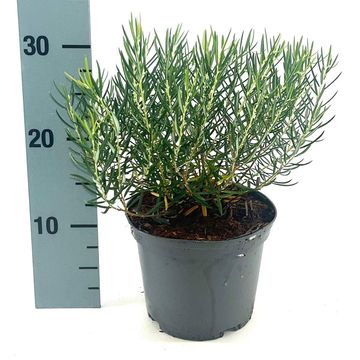 Andromeda glaucophylla