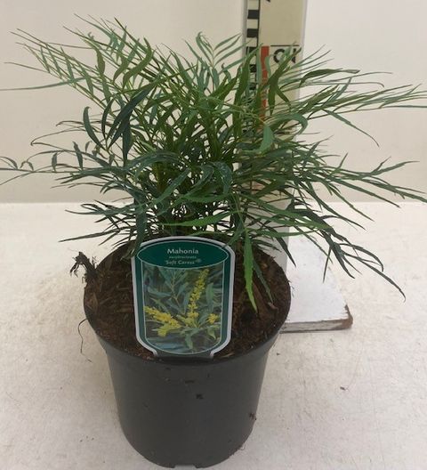 Mahonia eurybracteata 'Soft Caress'