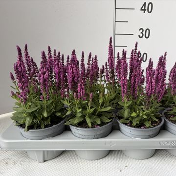 Salvia nemorosa SENSATION MIX