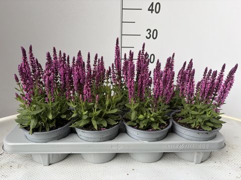 Salvia nemorosa SENSATION MIX