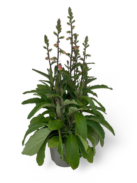 Digitalis purpurea 'Hanabee Pink'