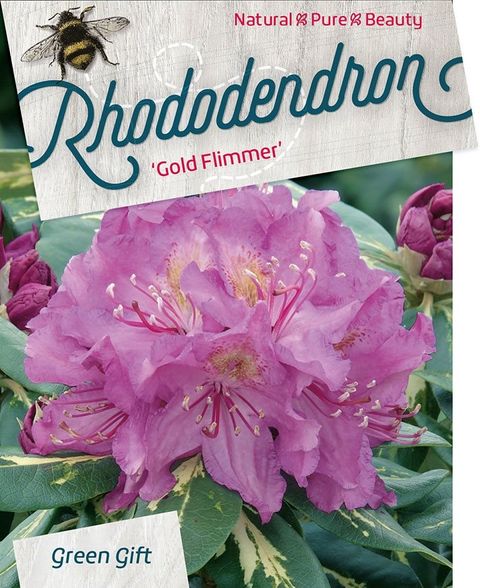 Rhododendron 'Голдфлиммер'