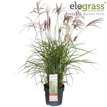 Miscanthus sinensis 'Malepartus'